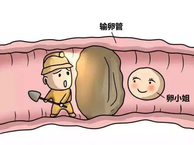 通草的功效與作用能通輸卵管堵塞,實(shí)地評(píng)估策略_經(jīng)典版34.760