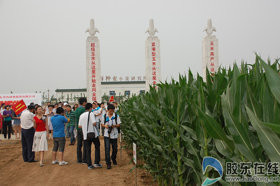 登海種業(yè)重組，重塑行業(yè)格局，開(kāi)啟新篇章，登海種業(yè)重組重塑行業(yè)格局，開(kāi)啟嶄新篇章
