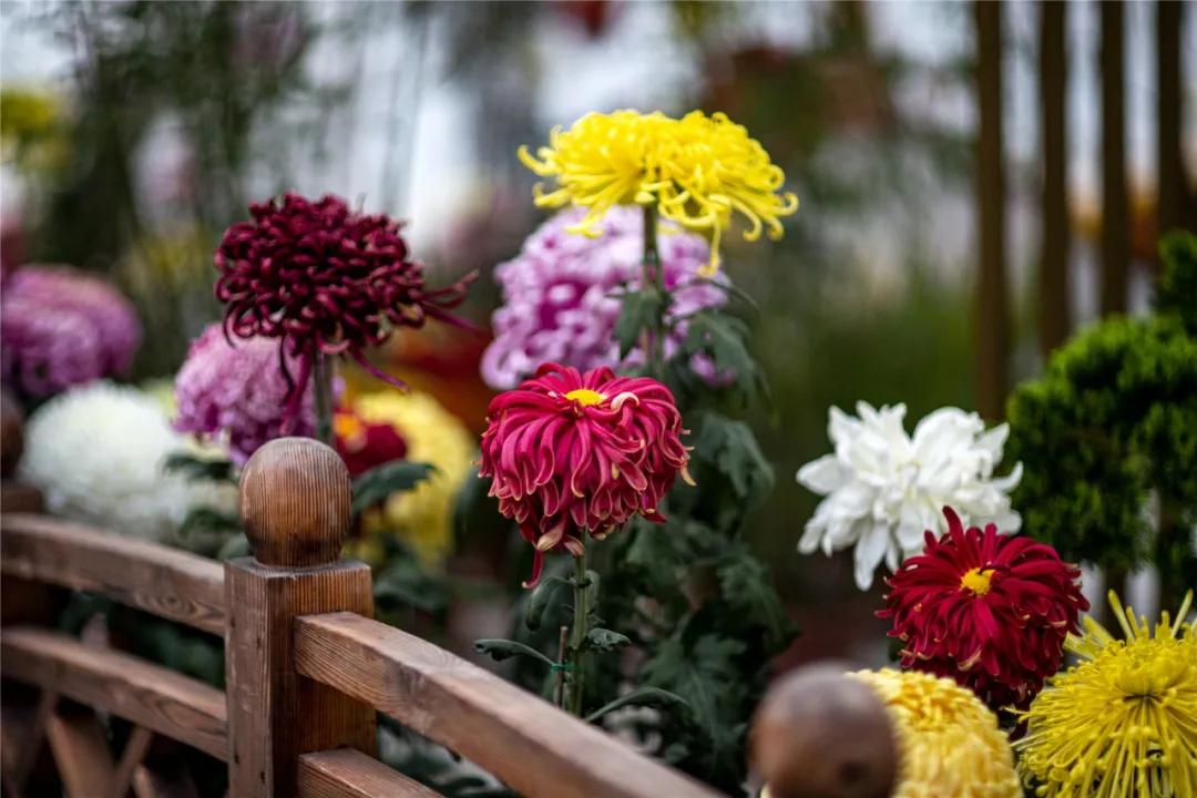 世界花卉大觀園門票價格詳解，世界花卉大觀園門票價格全解析