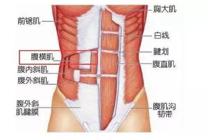 鍛煉腹肌的方法圖解，腹肌鍛煉全圖解，輕松打造完美腹部線條