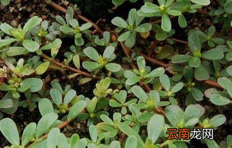 馬齒莧，自然賦予的神奇草本，揭示其功效與作用，神奇馬齒莧，自然草本的力量與功效揭秘