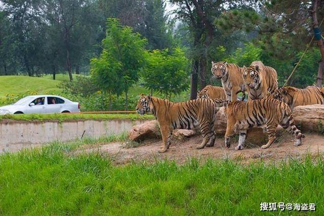 北京野生動(dòng)物園自駕攻略，北京野生動(dòng)物園自駕游攻略指南