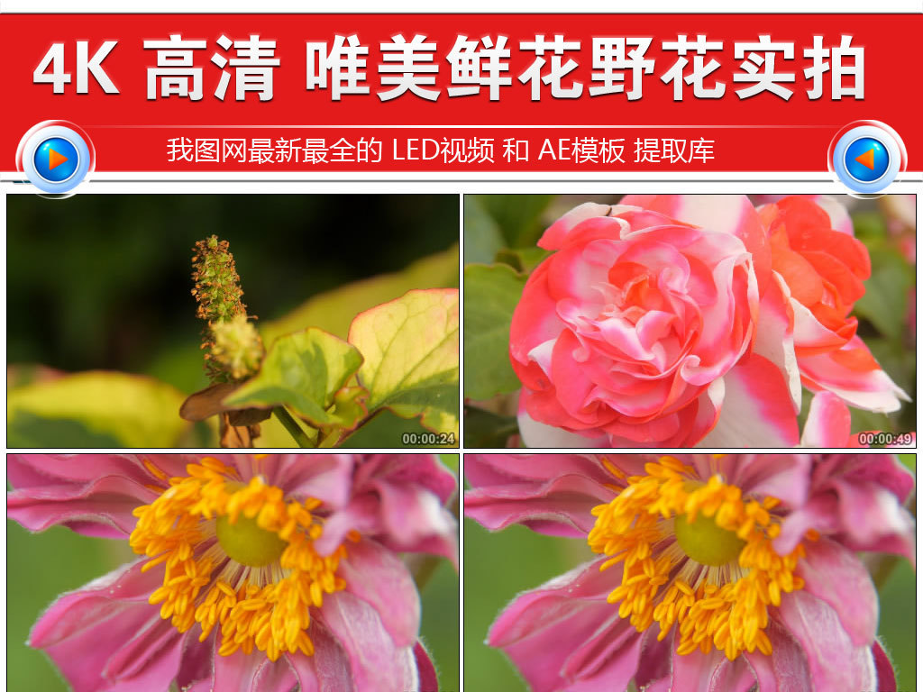 野花視頻高清完整在線觀看，自然之美的瞬間捕捉，自然之美，野花視頻高清在線觀看