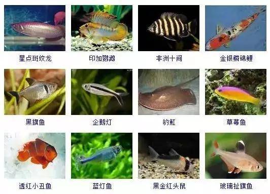 魚類大全，看圖識魚，魚類百科，圖解識別各種魚類