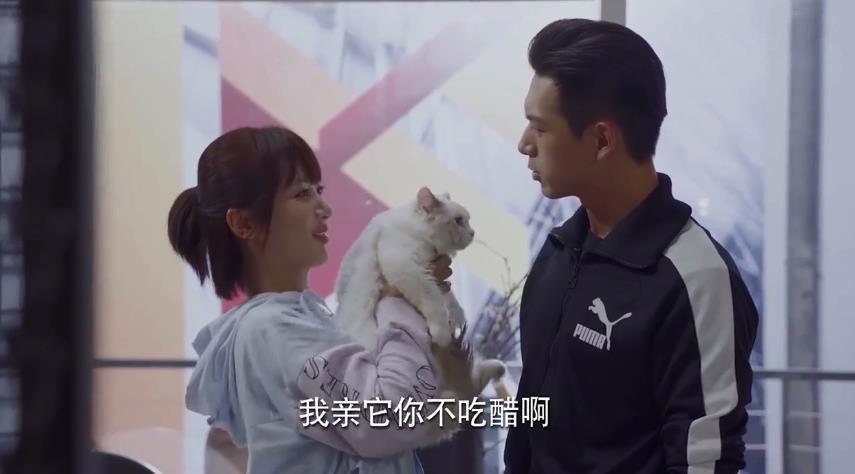 探索貓咪最新永久地域網(wǎng)名，一場(chǎng)關(guān)于貓咪文化與網(wǎng)絡(luò)熱詞的奇妙旅程，貓咪文化熱詞之旅，探索最新永久地域網(wǎng)名