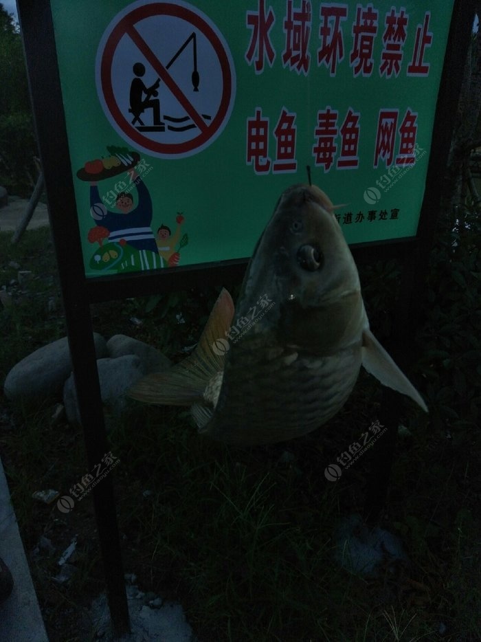 魚與防改配觀的深度探討，魚與防改配觀的深度解析