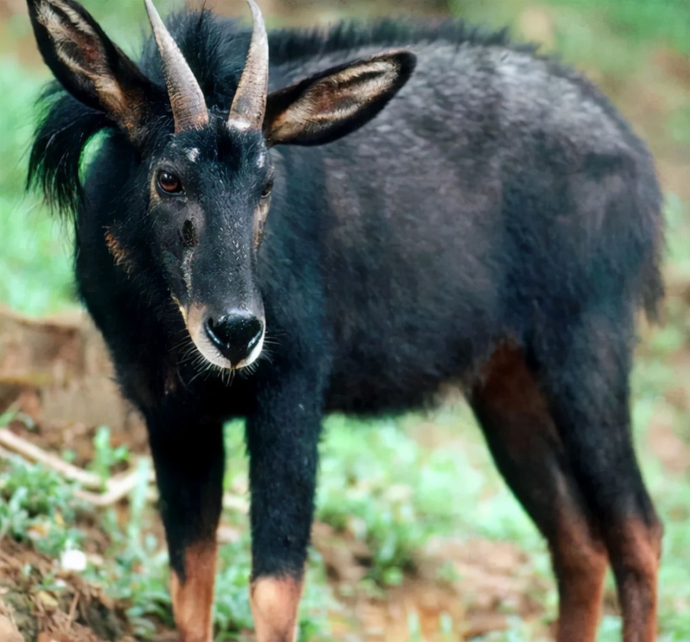 澳門獨(dú)特魅力